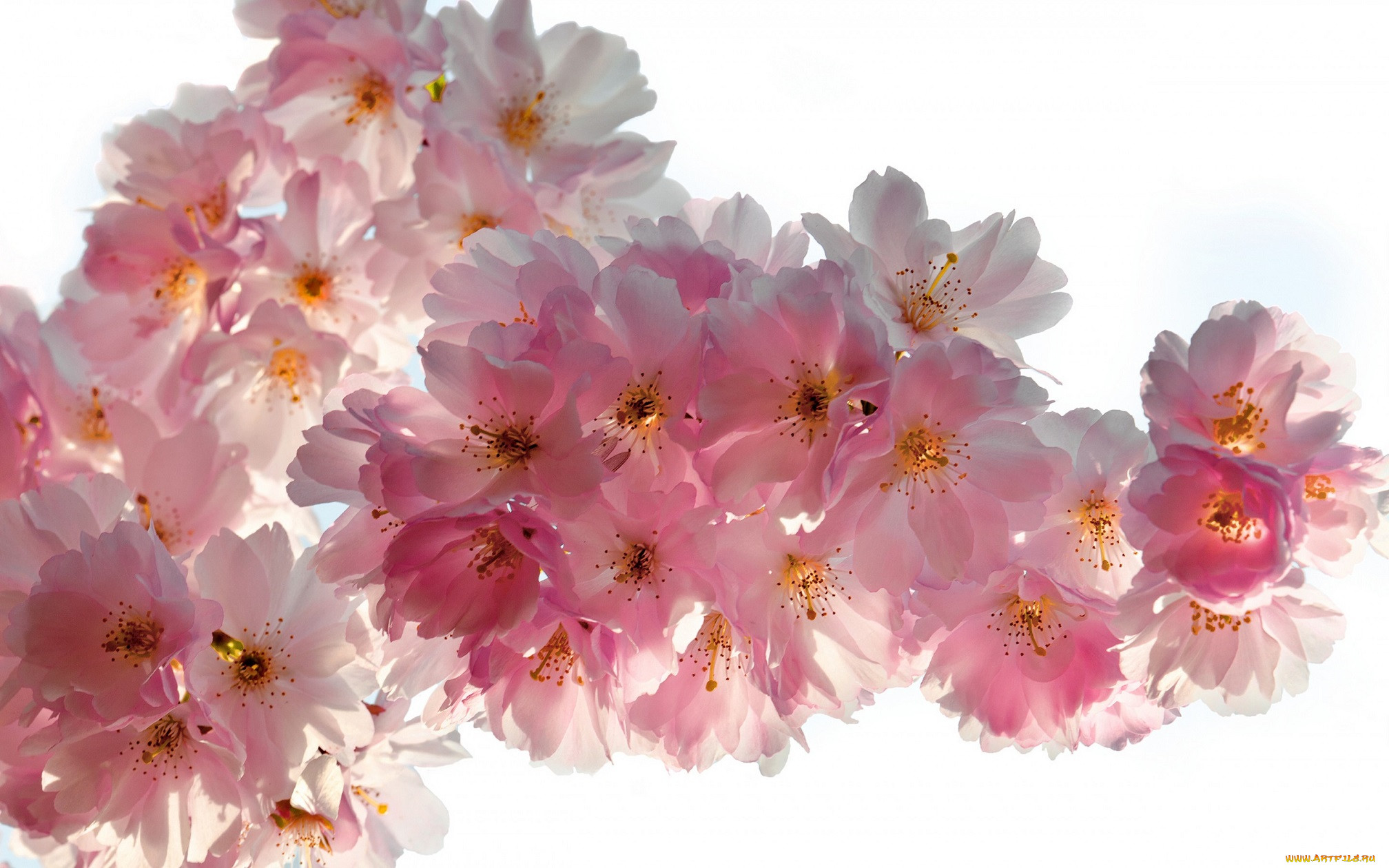 , ,  , pink, blossoms, tender, , , , beauty, sky, petals, white, sakura, cherry, flowers, spring, , , , , , 